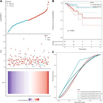 KIFC3 Promotes Proliferation, Migration, and Invasion in Colorectal Cancer via PI3K/AKT/mTOR Signaling Pathway